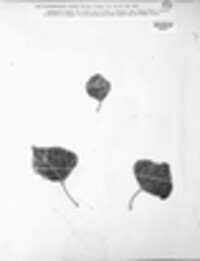 Drepanopeziza populi image